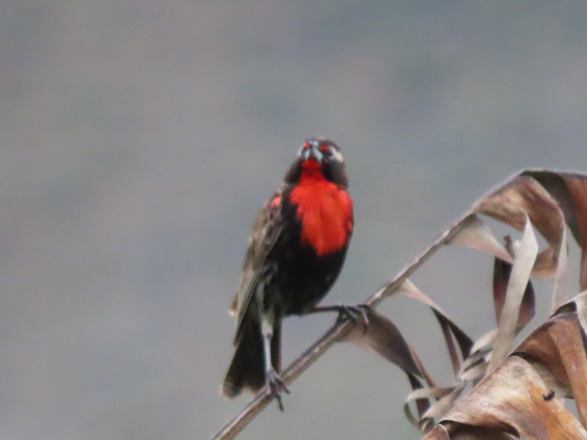 Peruvian Meadowlark - ML634533452
