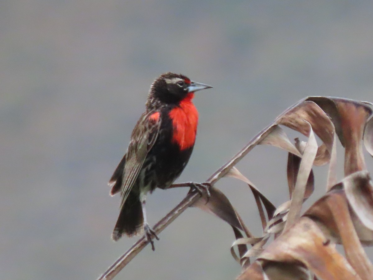 Peruvian Meadowlark - ML634533453