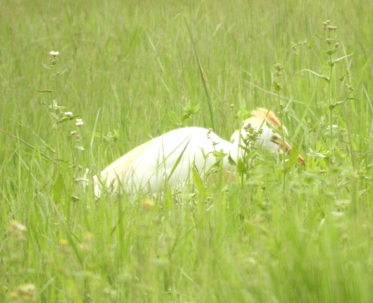 Western Cattle-Egret - ML634533476