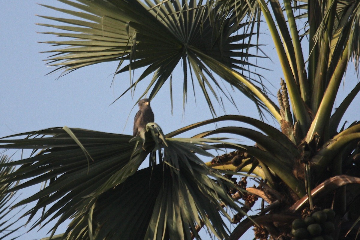 Western Banded Snake-Eagle - ML634533579