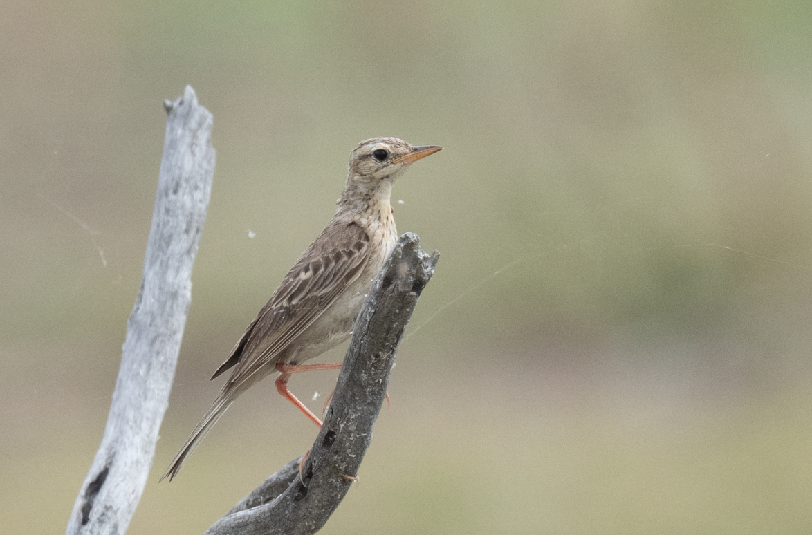 Paddyfield Pipit - ML634533598