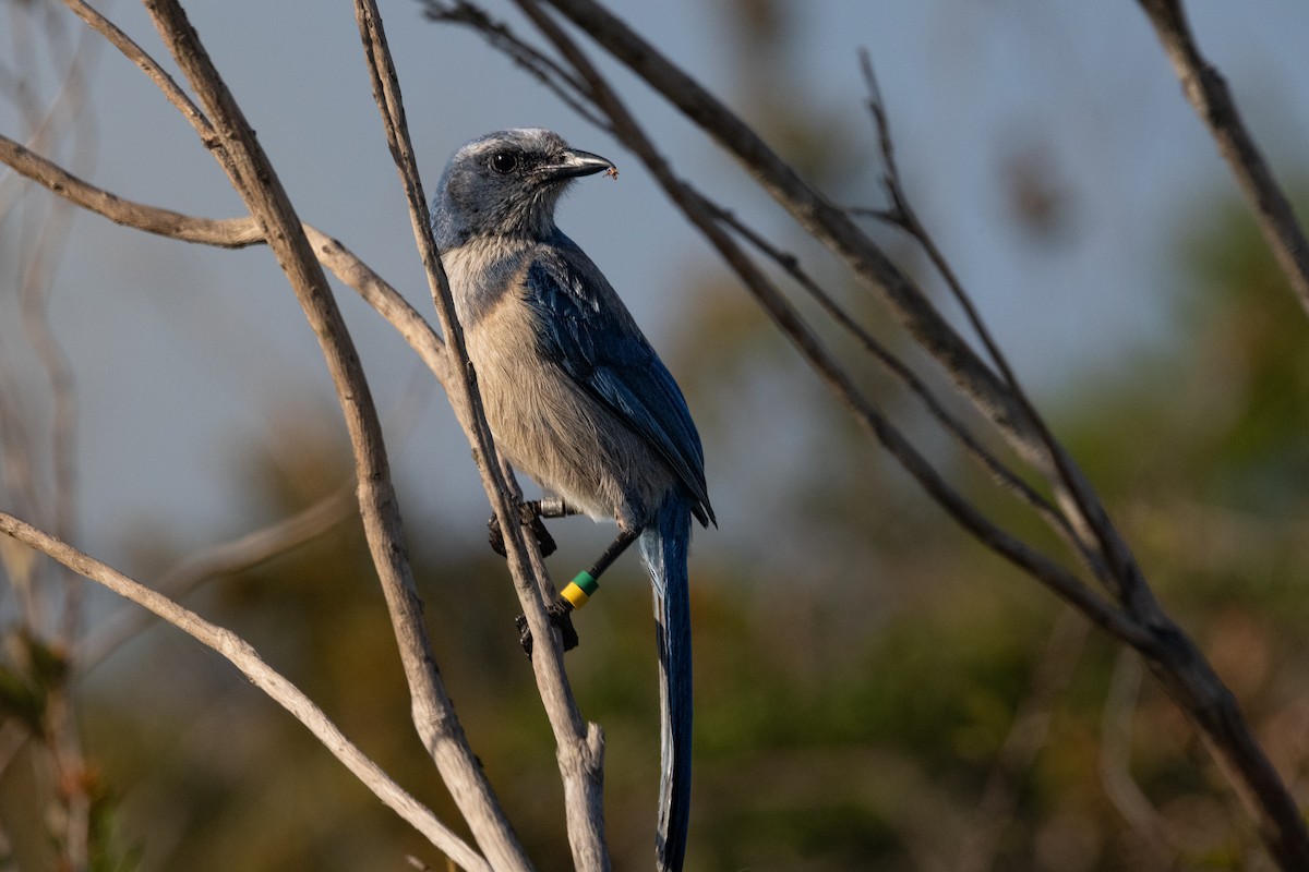 Florida Scrub-Jay - ML634533604