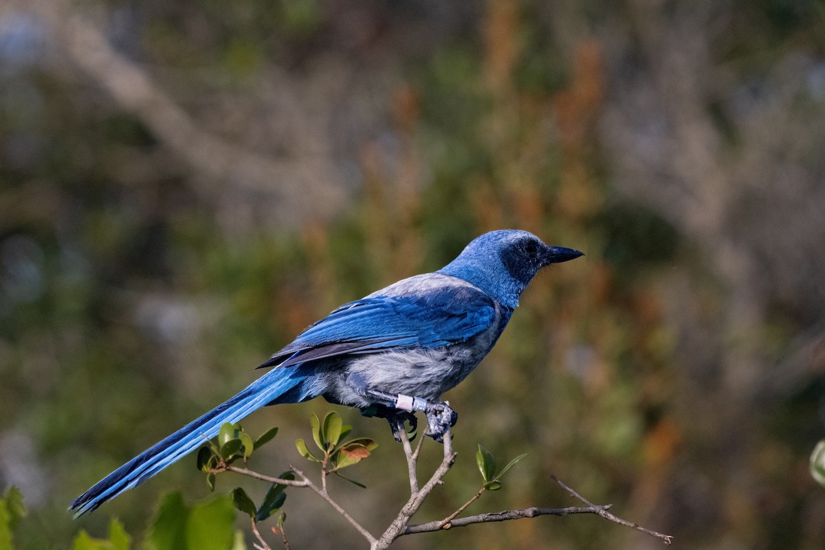Florida Scrub-Jay - ML634533605