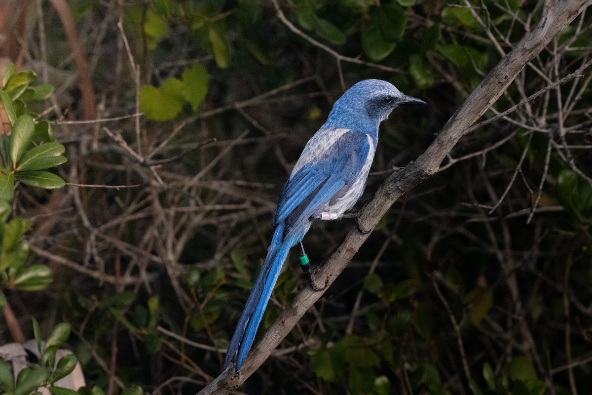 Florida Scrub-Jay - ML634533606