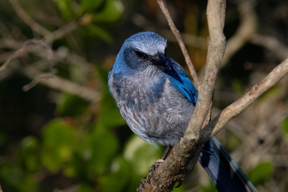 Florida Scrub-Jay - ML634533609