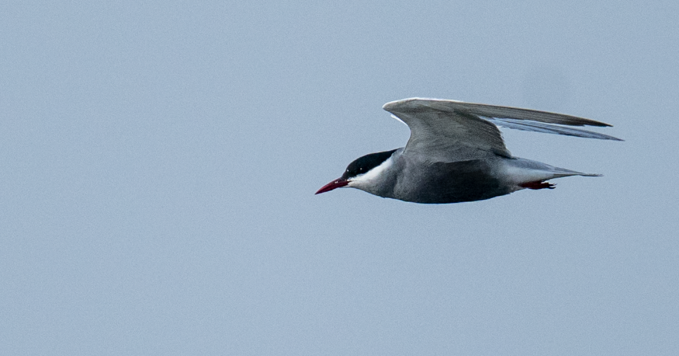 Whiskered Tern - ML634533615