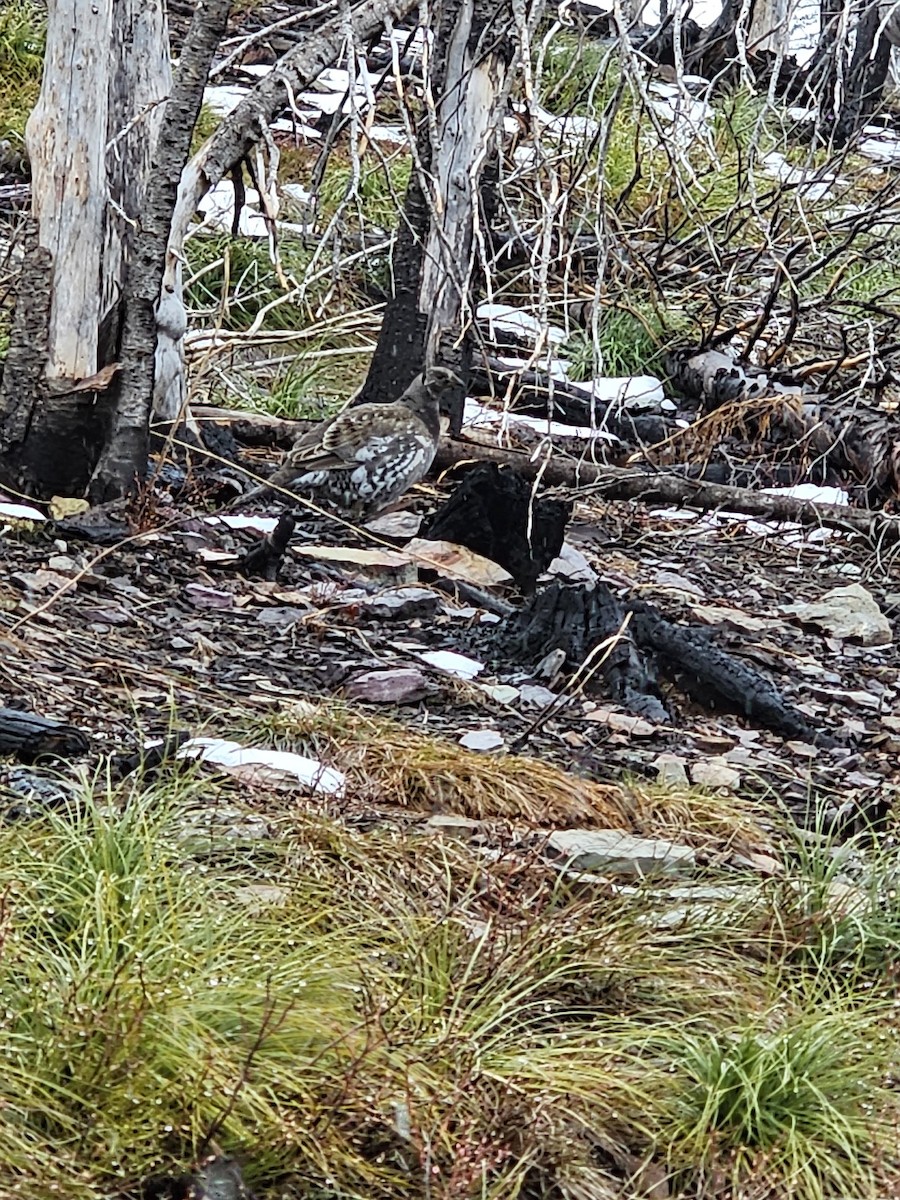 Dusky Grouse - ML634533616