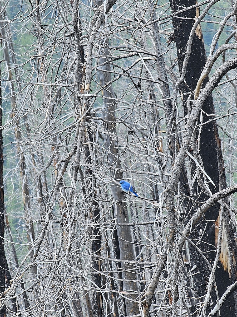 Mountain Bluebird - ML634533618