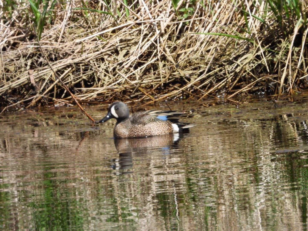 Blue-winged Teal - ML634533625