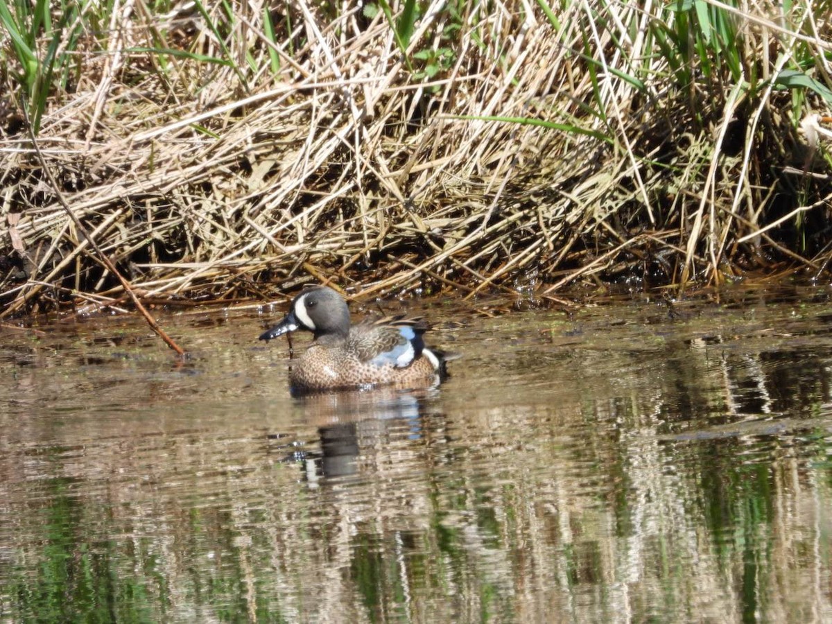 Blue-winged Teal - ML634533628