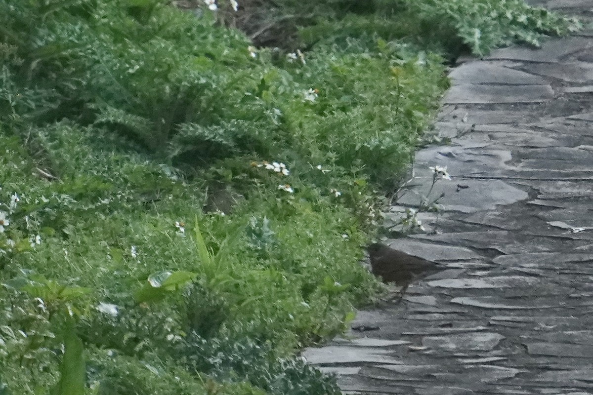Rufous-tailed Robin - ML634533630