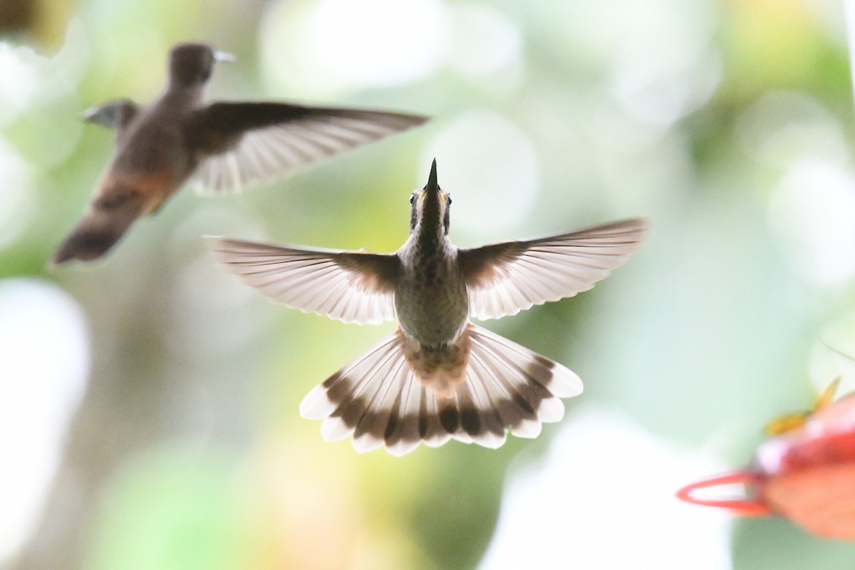 Brown Violetear - ML634533632
