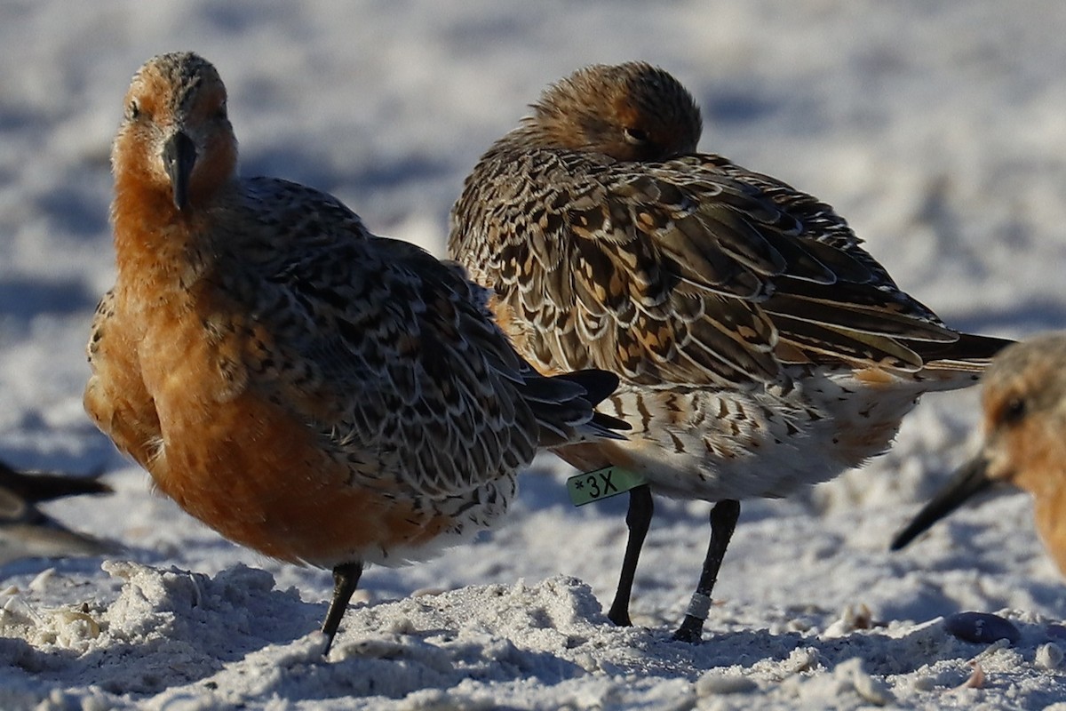 Red Knot - ML634533633