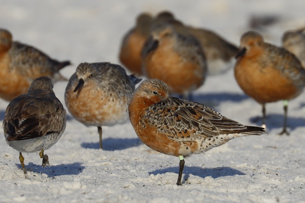 Red Knot - ML634533634