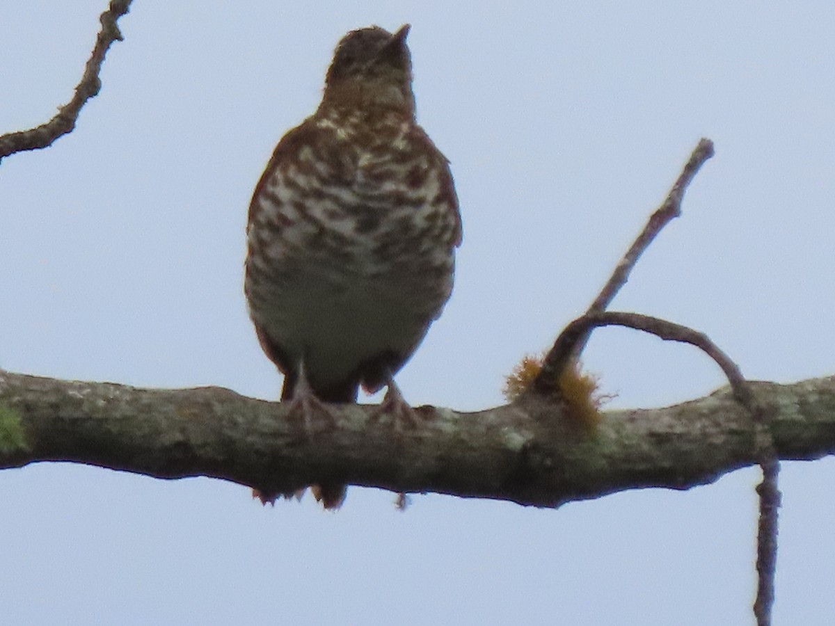 Marañon Thrush - ML634533635
