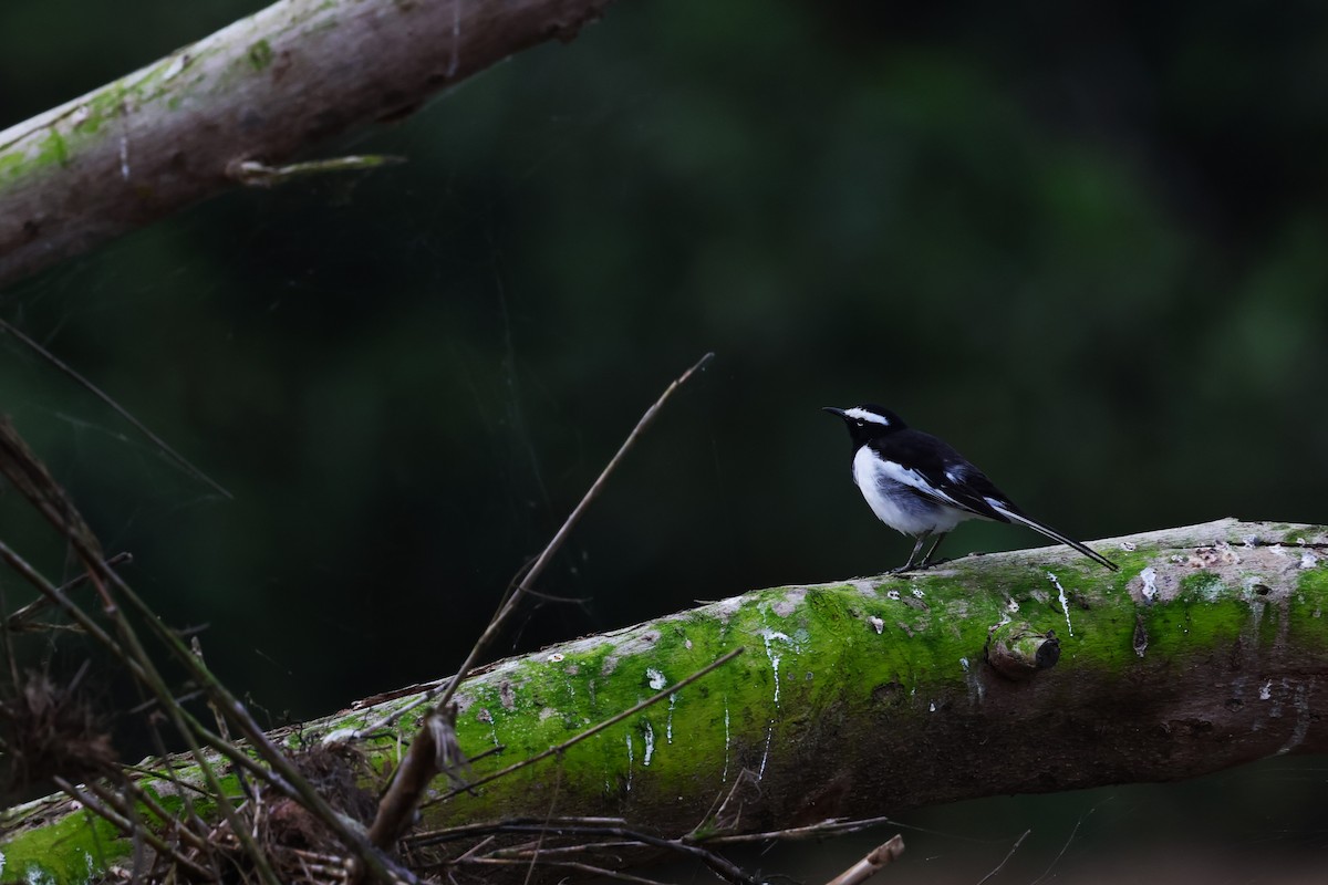 White-browed Wagtail - ML634533637