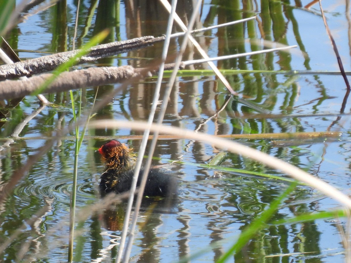 Eurasian Coot - ML634533638