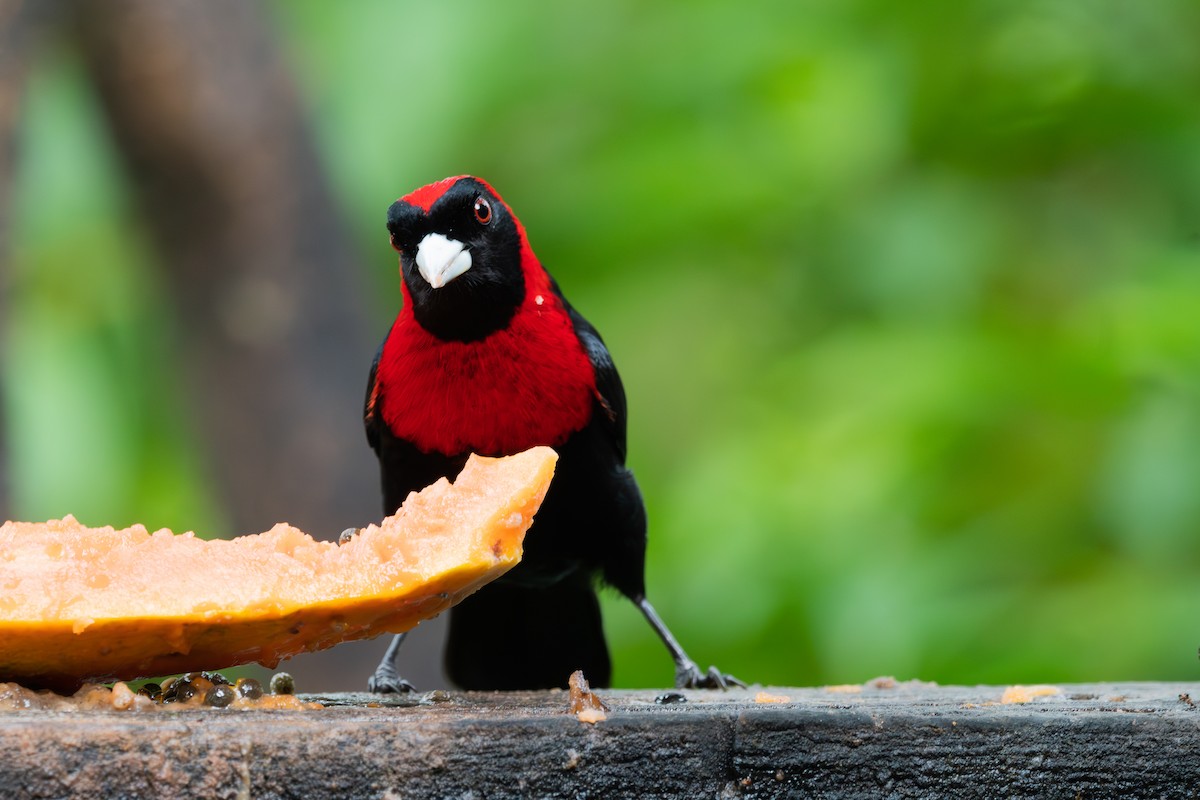 Crimson-collared Tanager - ML634533641
