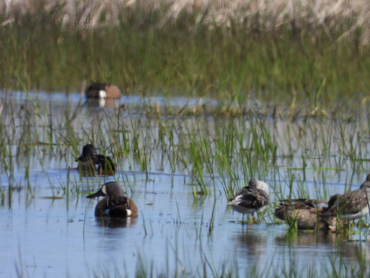 Blue-winged Teal - ML634533644