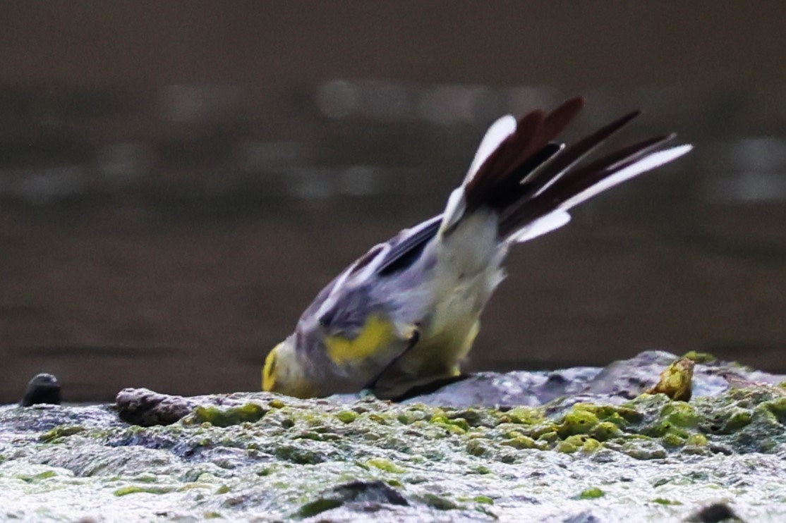 Citrine Wagtail - ML634533650