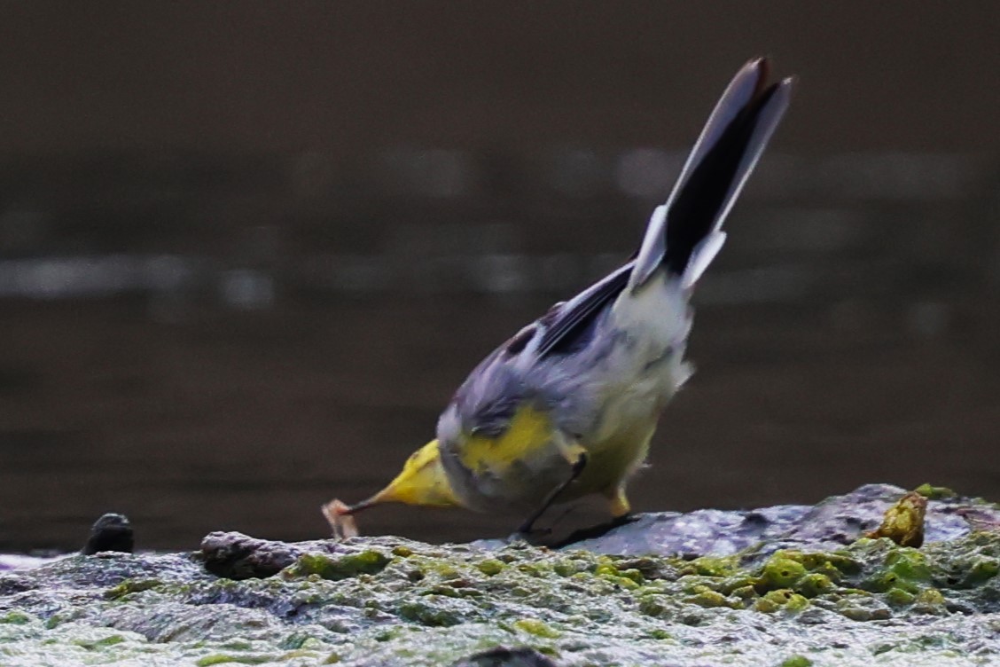 Citrine Wagtail - ML634533651