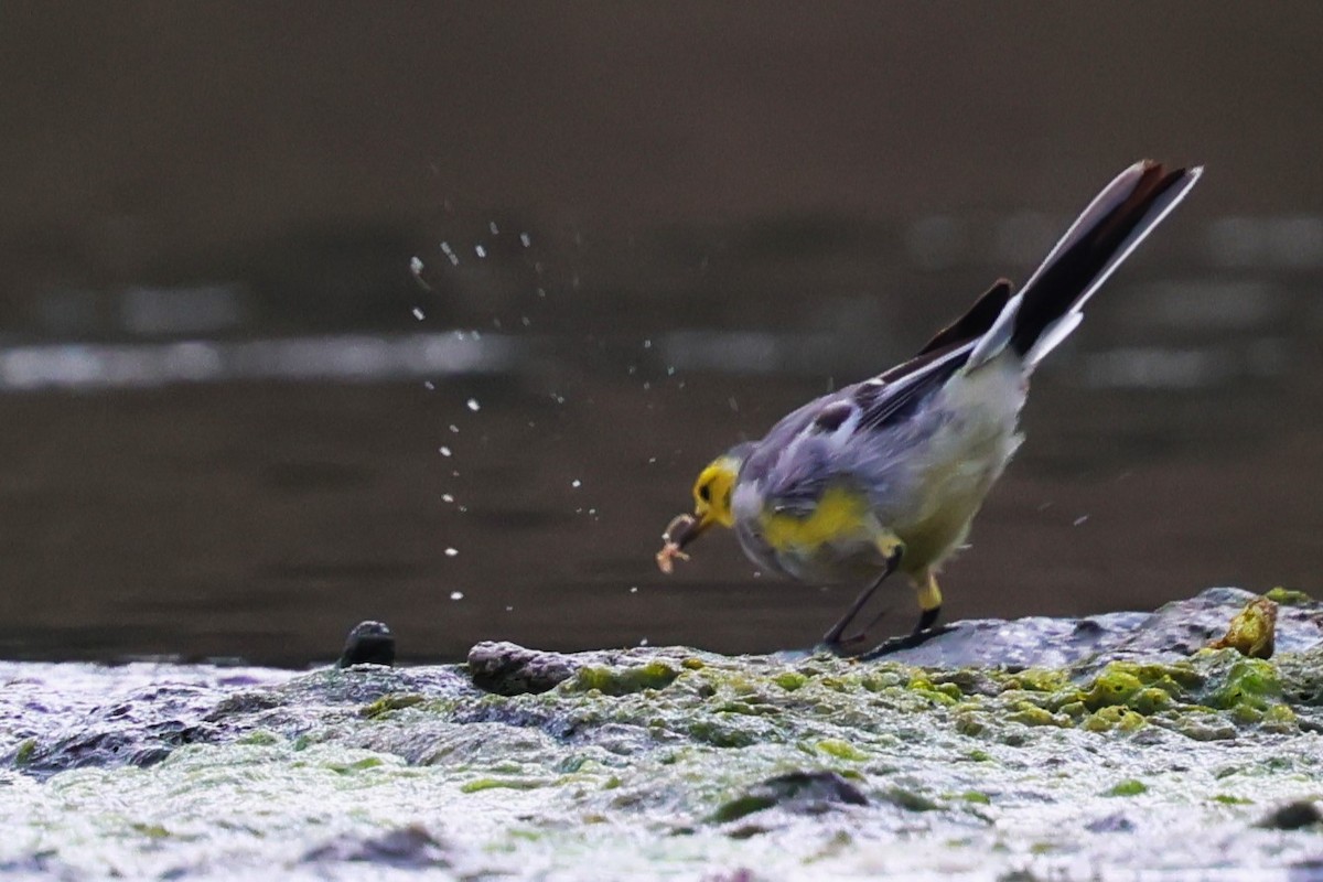 Citrine Wagtail - ML634533652