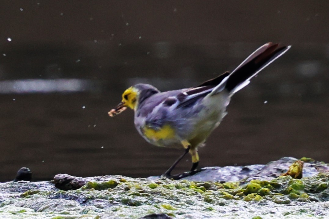 Citrine Wagtail - ML634533653