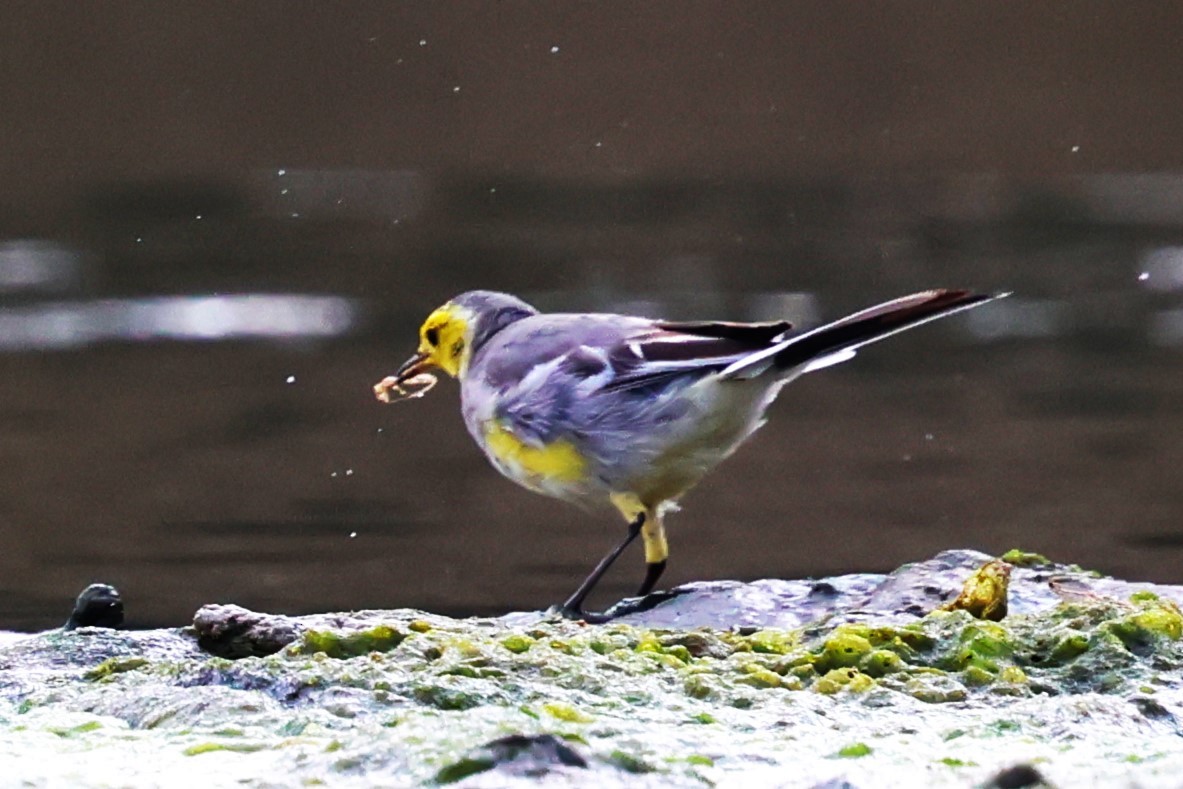 Citrine Wagtail - ML634533654