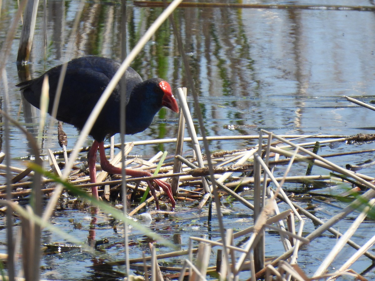 Western Swamphen - ML634533655