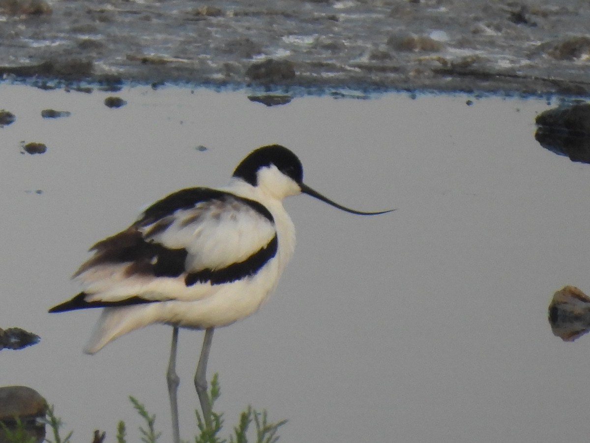 Pied Avocet - ML634533684