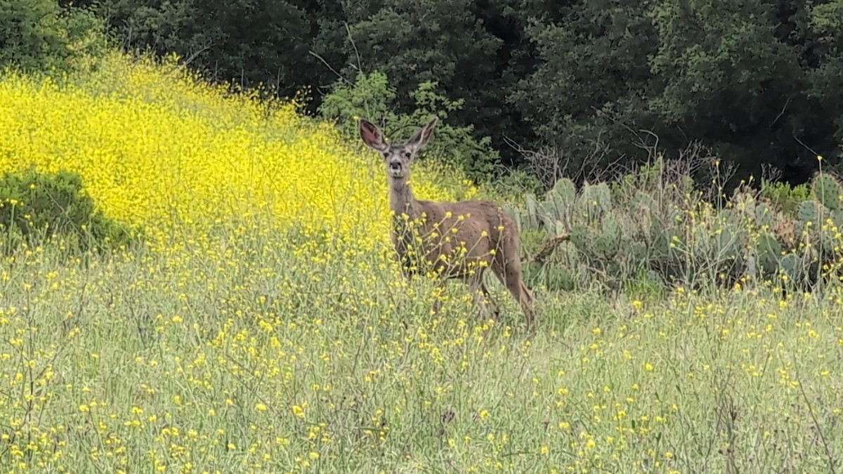 Animals - ML634533746