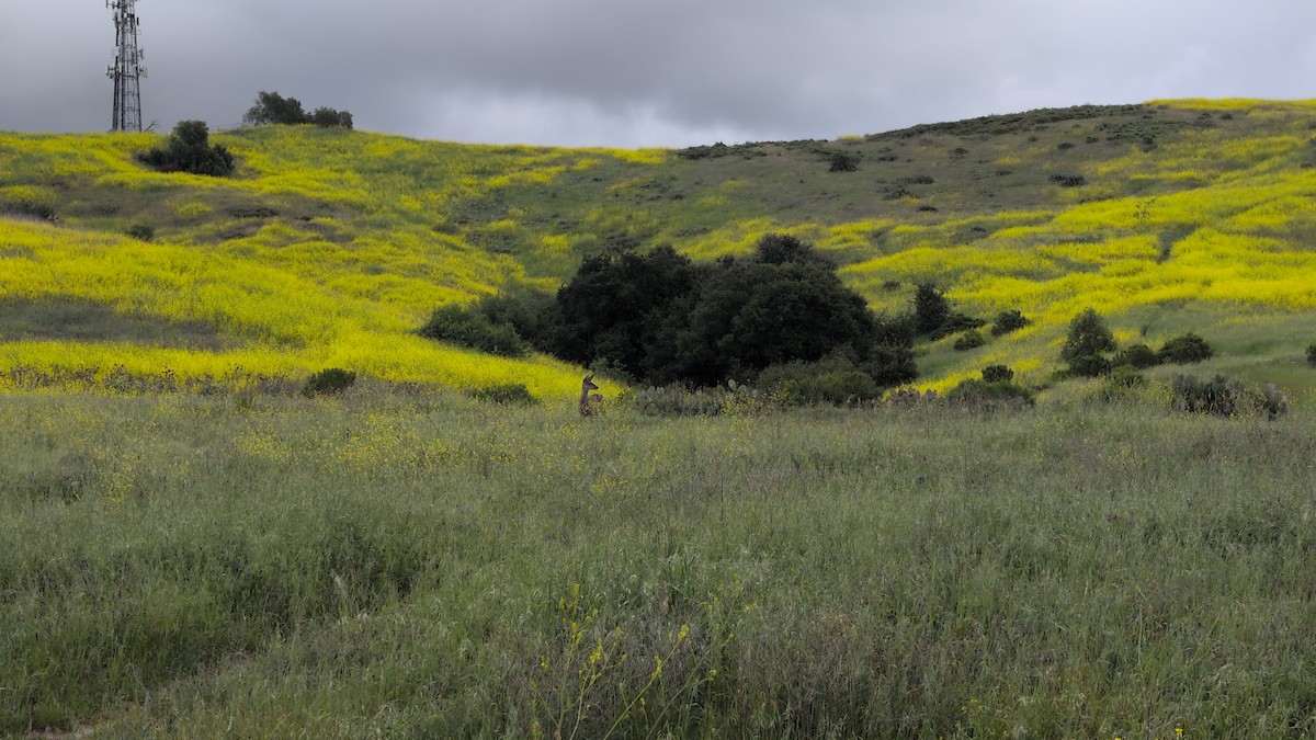 Animals - ML634533747