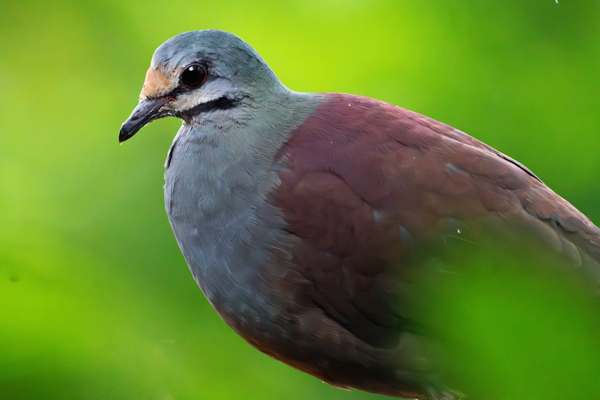 Buff-fronted Quail-Dove - ML634533934