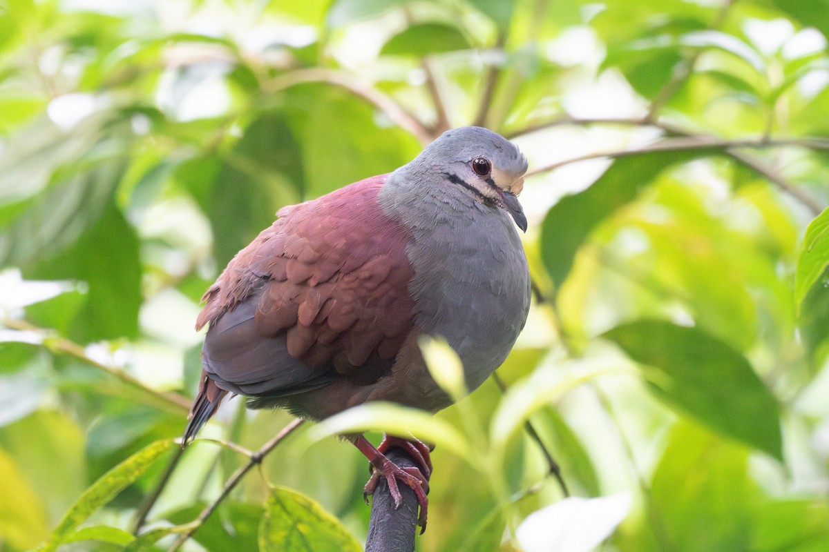Buff-fronted Quail-Dove - ML634533935