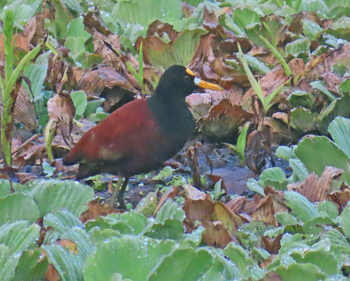 Northern Jacana - ML634534132