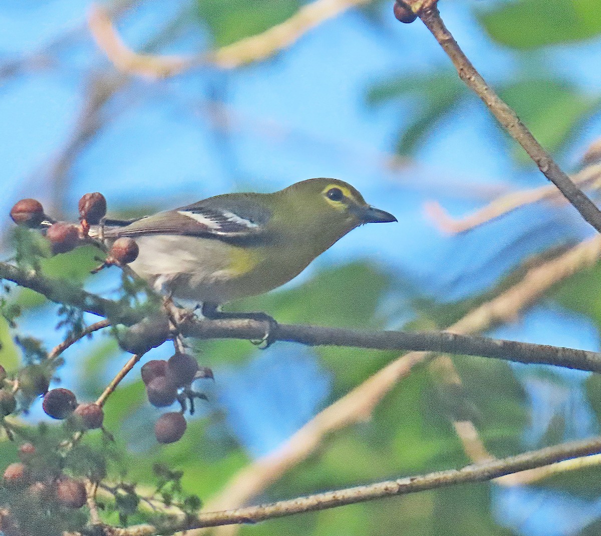 Yellow-throated Vireo - ML634534152