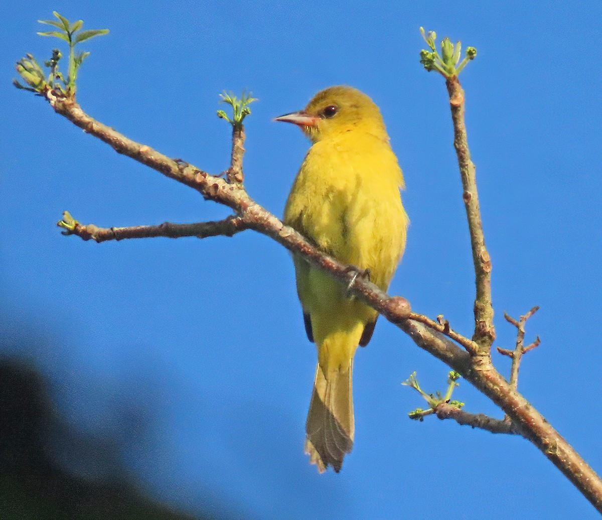 Orchard Oriole - ML634534164