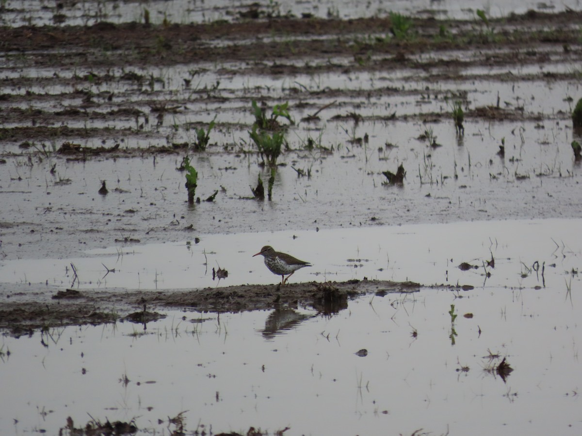 Spotted Sandpiper - ML634534181