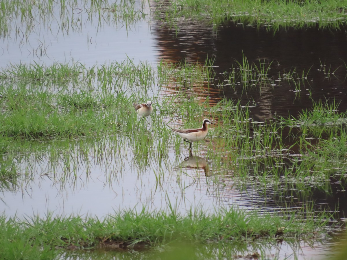 Wilson's Phalarope - ML634534232