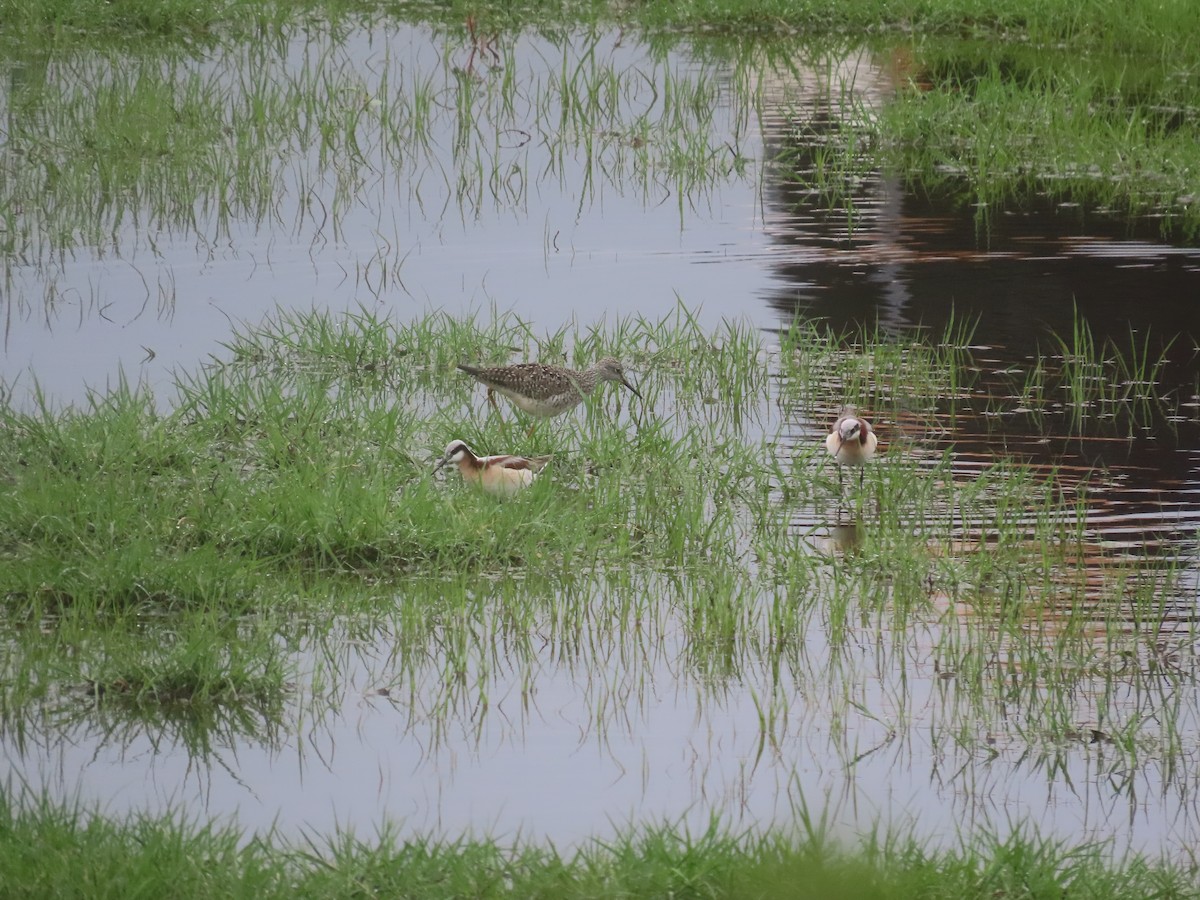 Lesser Yellowlegs - ML634534254