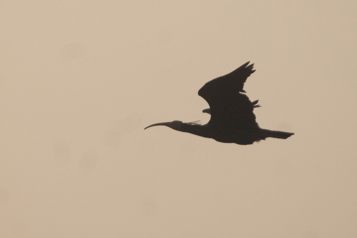 Northern Bald Ibis - ML634534255