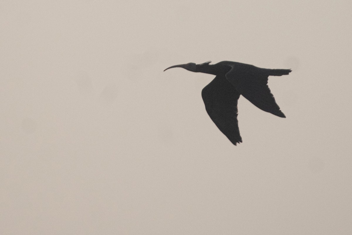 Northern Bald Ibis - ML634534257