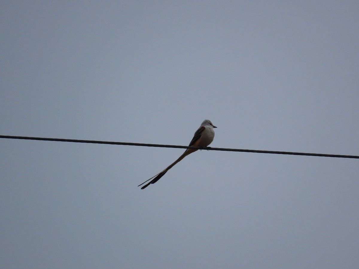 Scissor-tailed Flycatcher - ML634534329