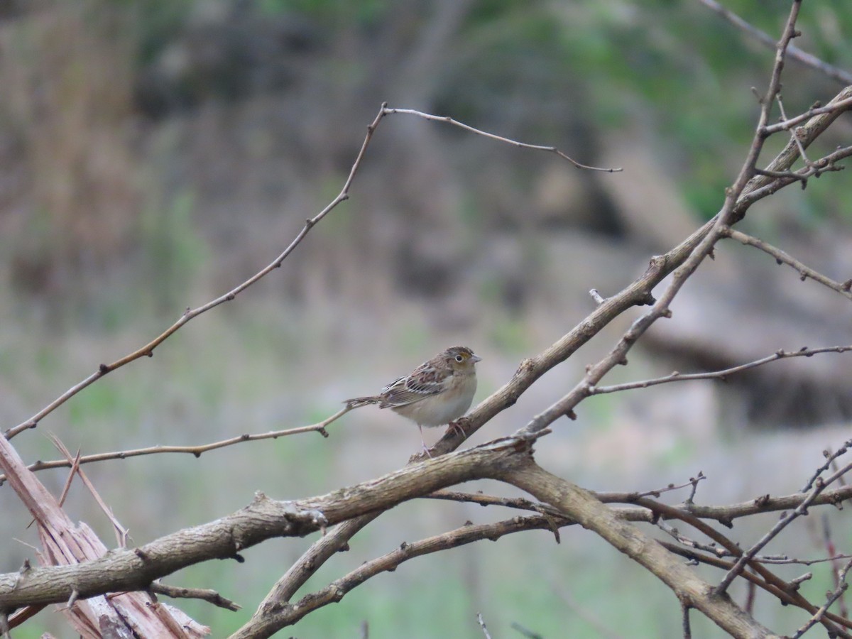 Grasshopper Sparrow - ML634534349