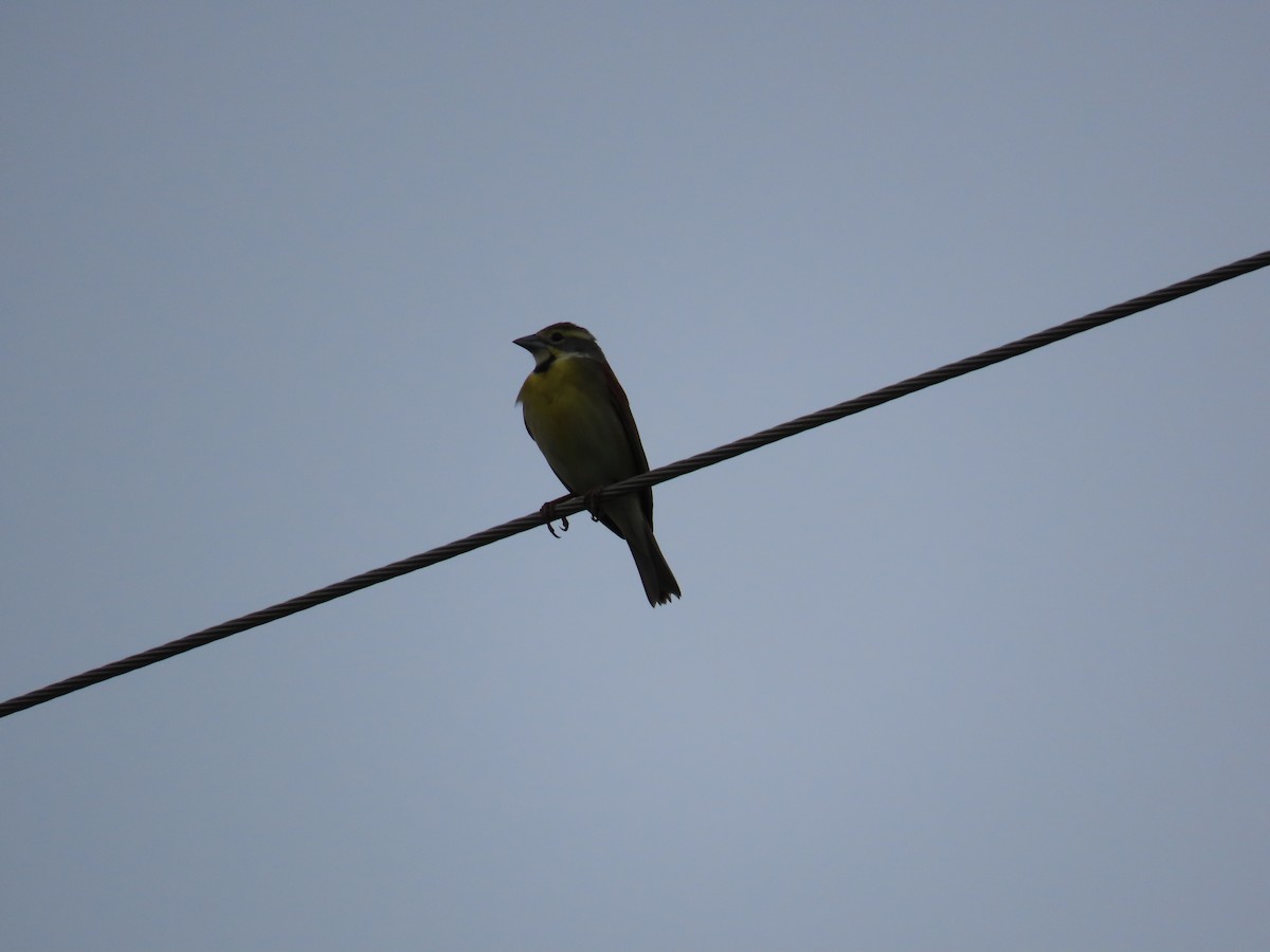 Dickcissel - ML634534364