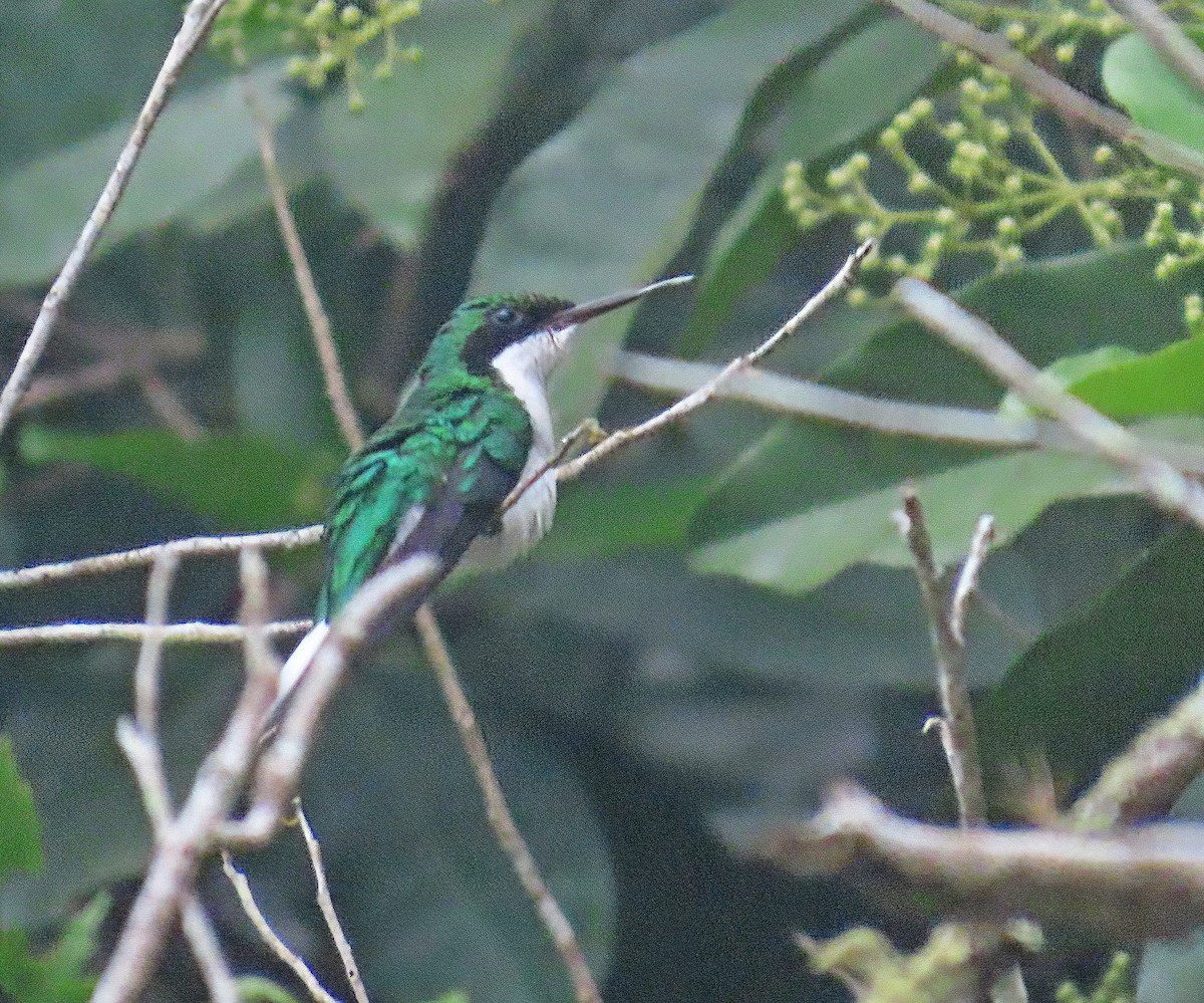 Purple-crowned Fairy - ML634534481