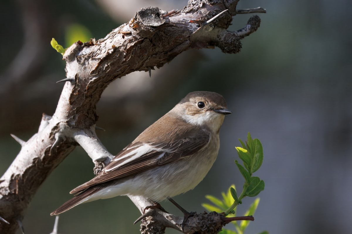 European Pied Flycatcher - ML634534602