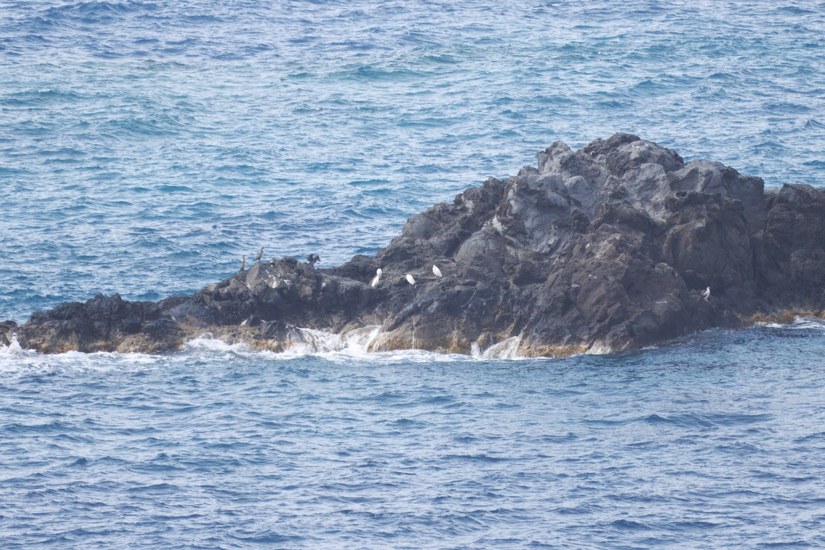 Little Egret (Western) - ML634534608