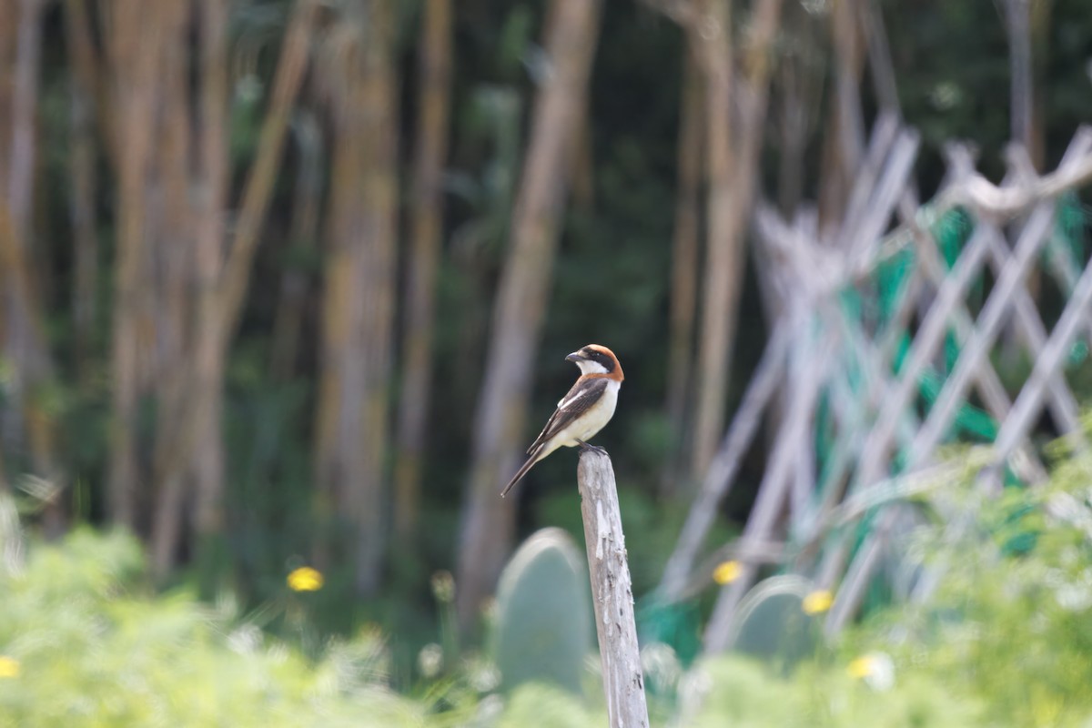 Woodchat Shrike (Balearic) - ML634534617