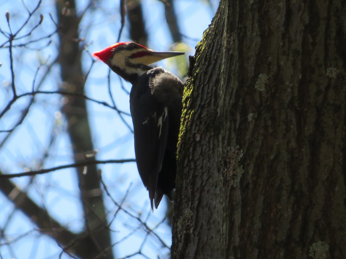Pileated Woodpecker - ML634534739
